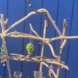 Small Bird Perch Tree- The New Hangout Spot for your FAV. Cockatiel Conure Or Ringneck Etc!! 