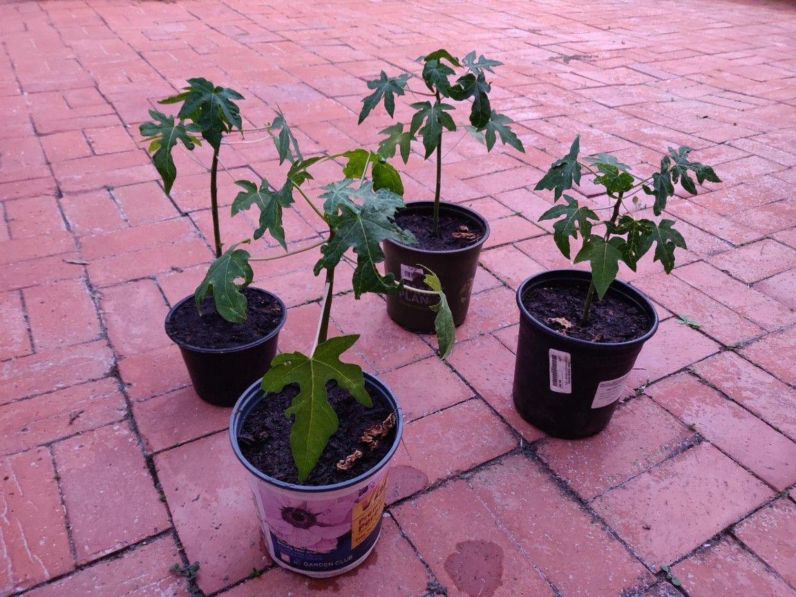 Hawaiian Papaya Plants