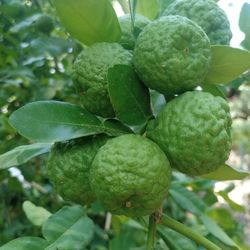 ORGANIC KEFIR  LIMES !!! READY FOR COOKING 