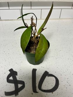 Plant for sale