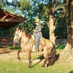 Caballo Español Annce Listo Para Makilas