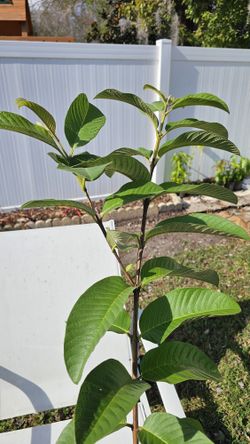 Ruby Supreme Guava Tree, 1 Gal, Rooted Cutting