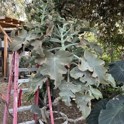 Velvet Succulent Plant/ O Kalanchoe oreja de elefante,