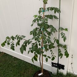 Star Fruit(carambola) Tree With Flower (4-5 Ft Tall)