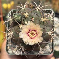 Gymnocalycium pflanzii cactus 🪴🌵🌸
