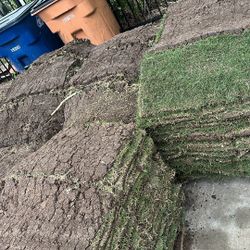 Bermuda Grass Pallets
