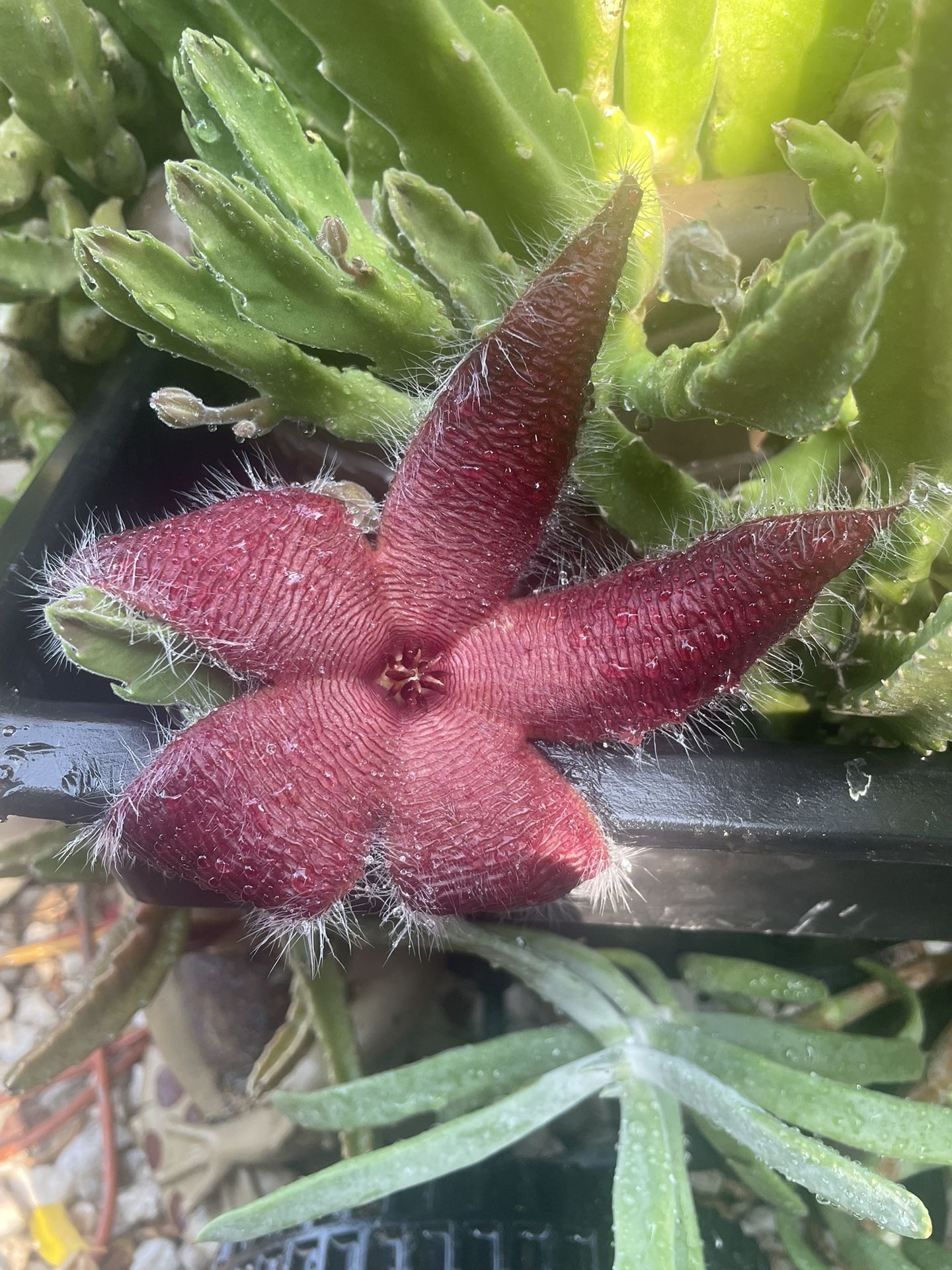Stapelia (Starfish Flower)/Stapelia (Flor de Estrella)