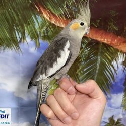 Standard Grey Cockatiel for sale