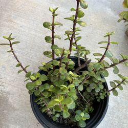 Succulent Plants Very Healthy 