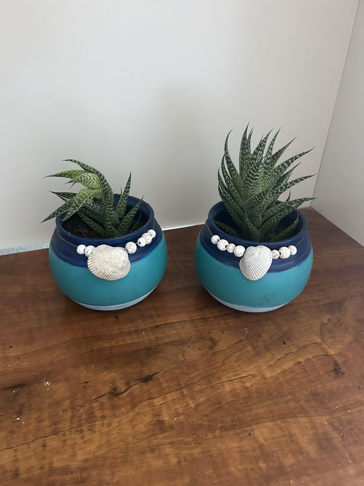 Beach Theme Live Plants
