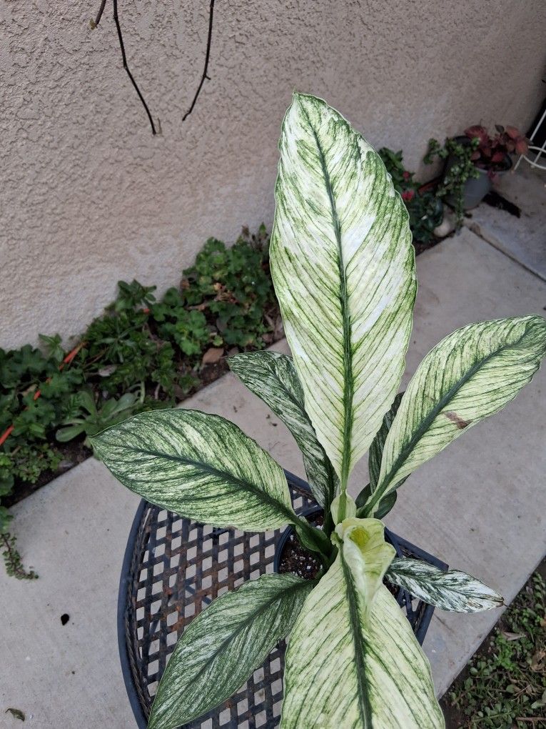 Variegated Spathiphyllum Sensation Plant $28
