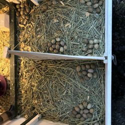 Quail Eggs 
