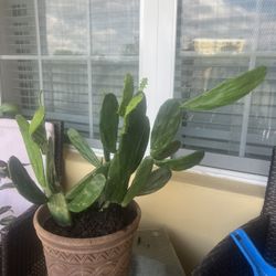 Set Of Cactus 