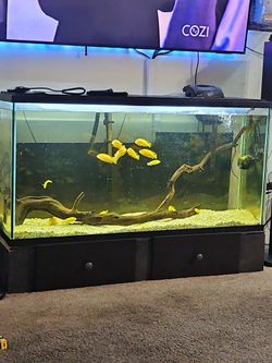 Aquarium "Decorations"