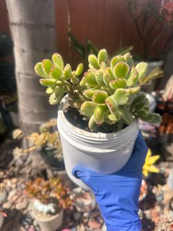 Bear's Paw succulent