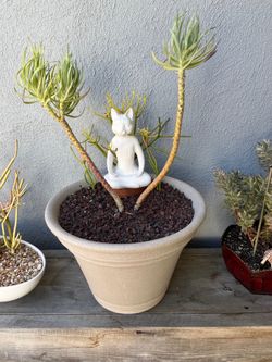 CAT - ZEN/YOGA  Succulent Display