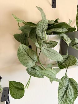 Satin pothos