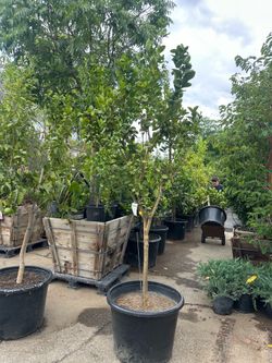 Mexican key lime tree 15gal $200, 25gal $500