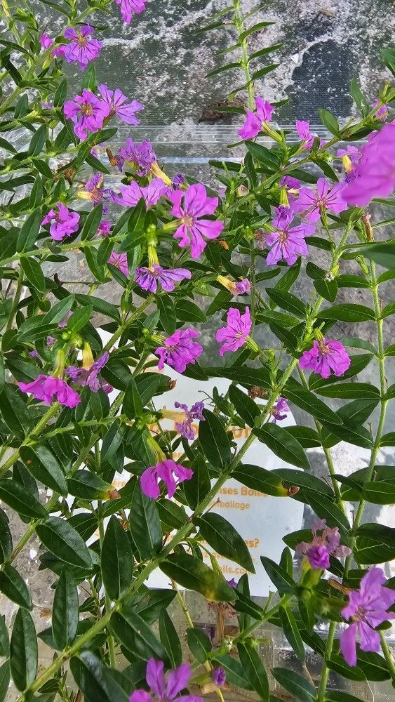 Pink-lavender Flower Live Plant, Rooted