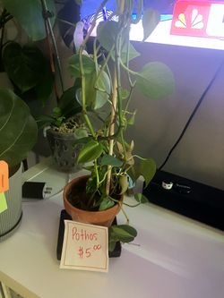 Plants