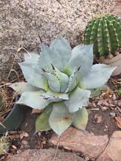 Blue agave