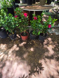 Dark pink hibiscus plants