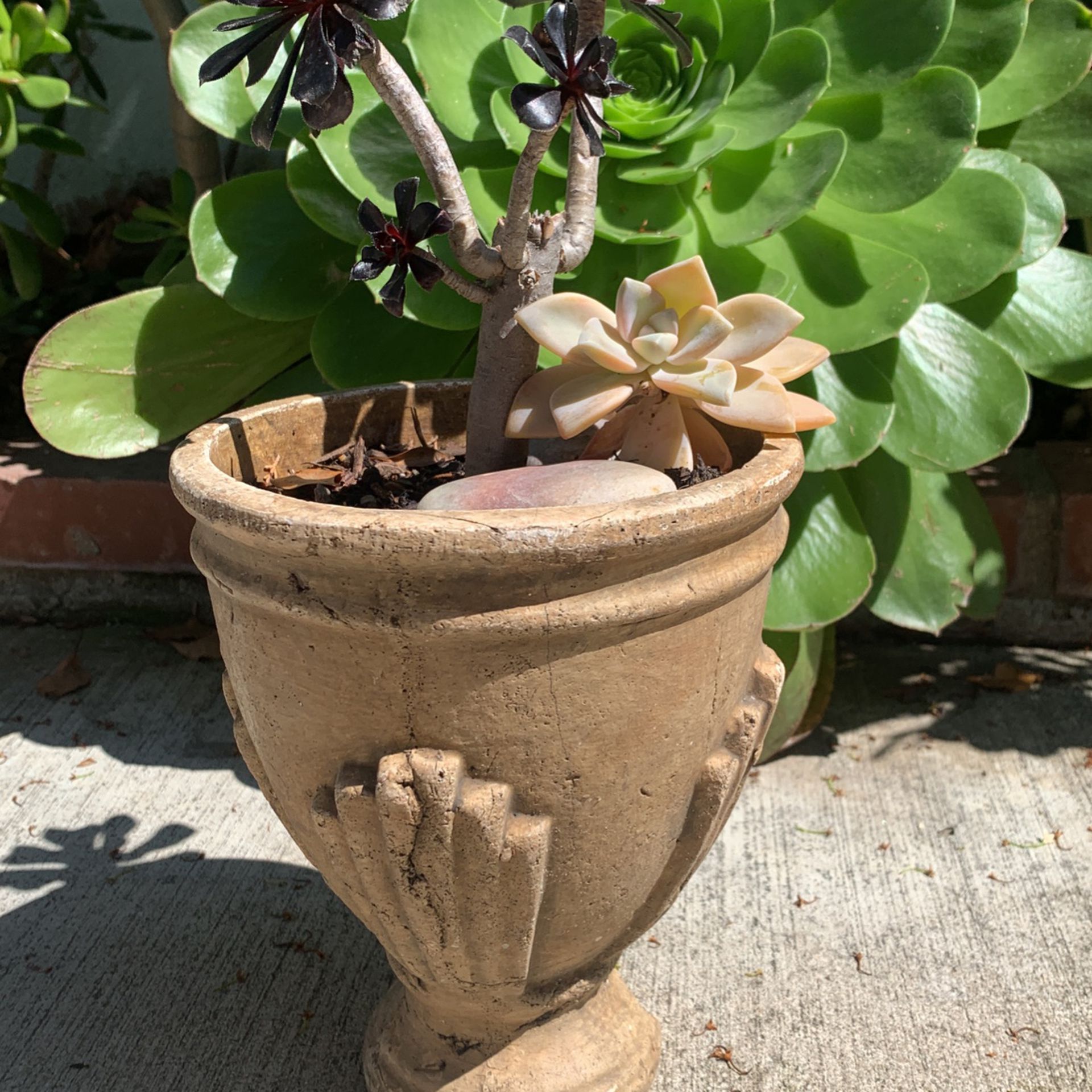 Black Rose Succulent In Beige Ceramic Old Fashion Pot 