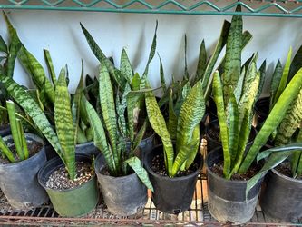 Snake plant