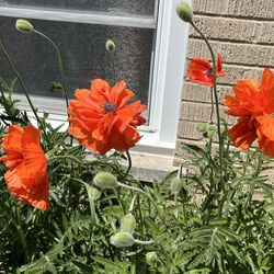 Picked up, will delete post shortly.