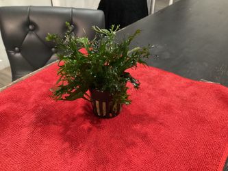 AQUARIUM LIVE PLANT