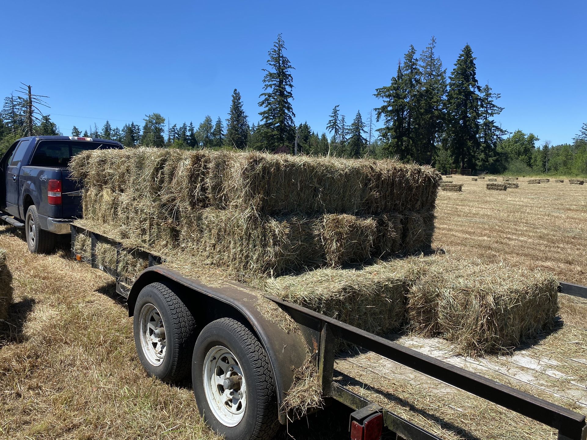 Local Grass Hay