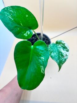 Green mint monstera