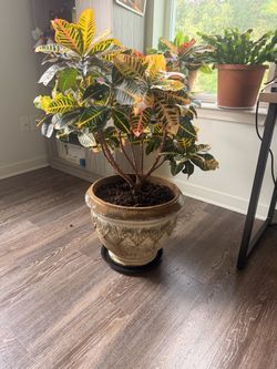35 year old Croton plant