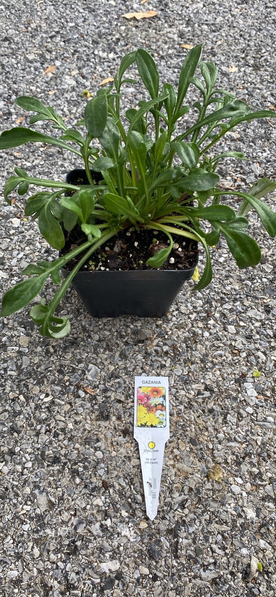 Gazania (treasure flower or African daisy)