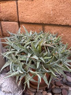White fox Aloe Succulent Plant in Terra Cotta Pot