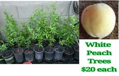 white peach trees