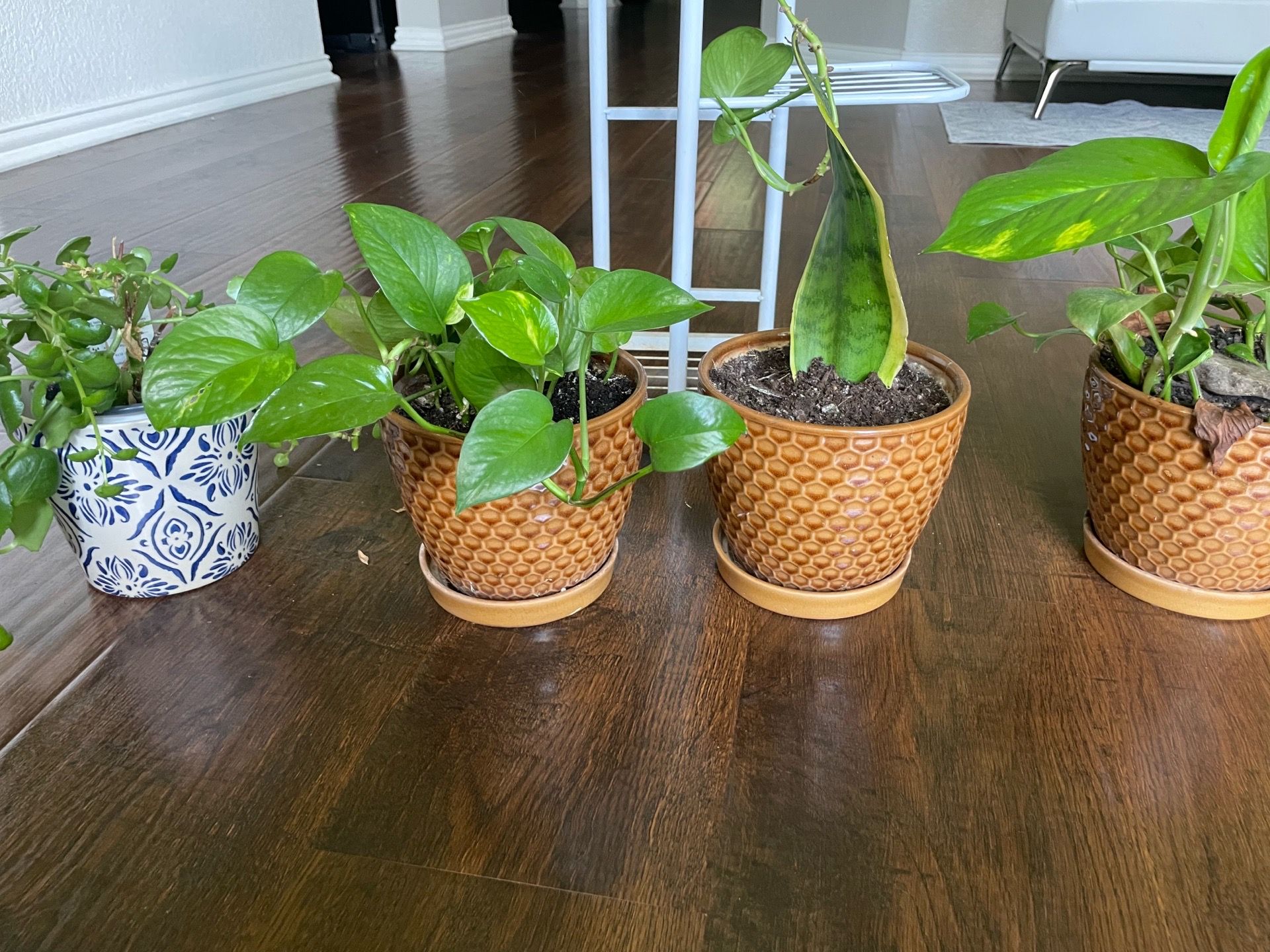 Plants with ceramic pots