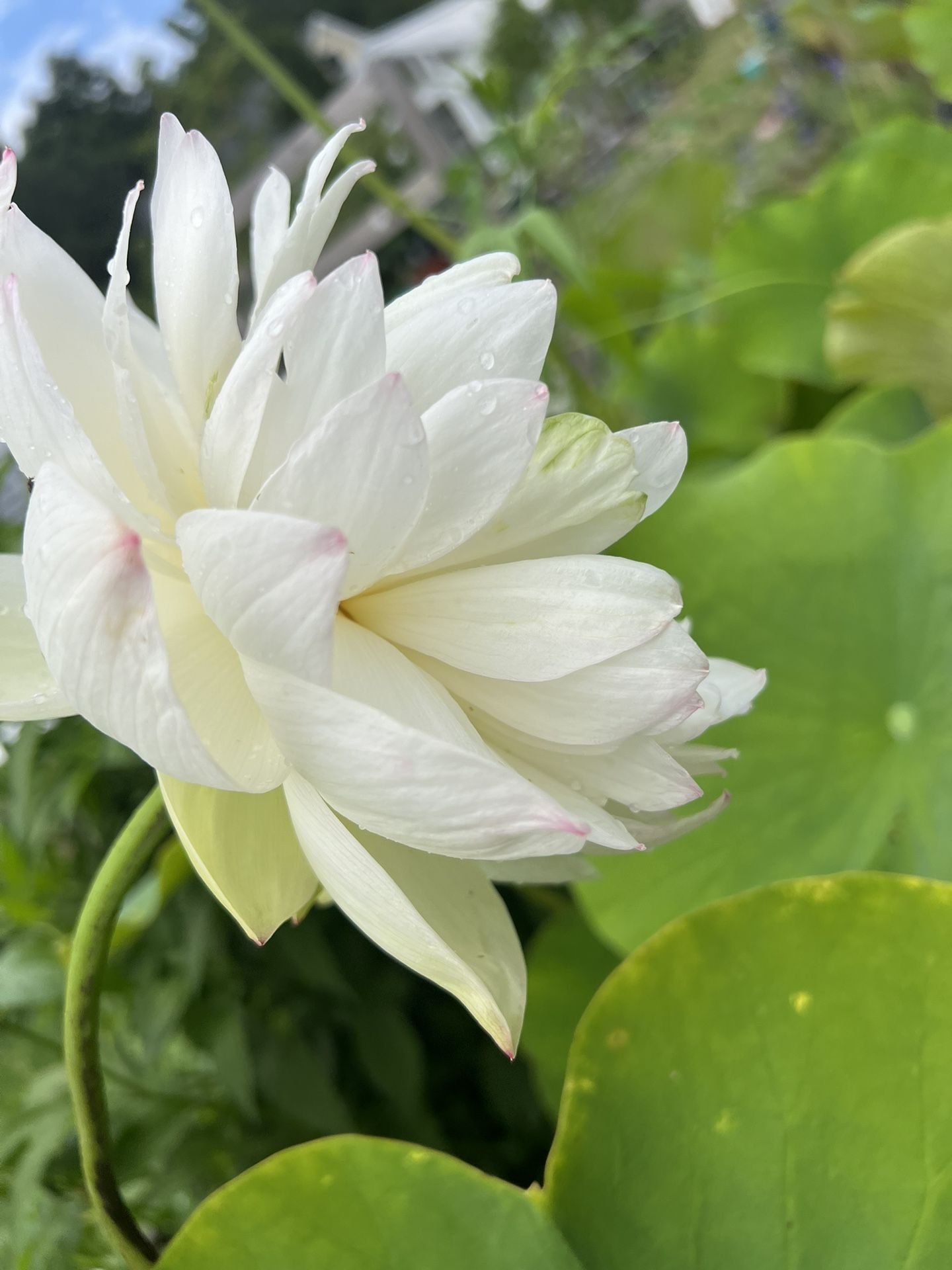 white lotus