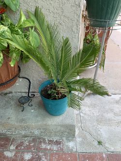 Sago palm - Norwalk Location