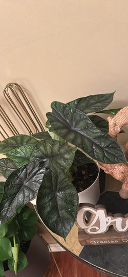 Alocasia Wendi 
