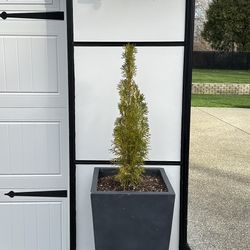 Pottery Handmade Outdoor Planters with Emerald Green Arborvitae