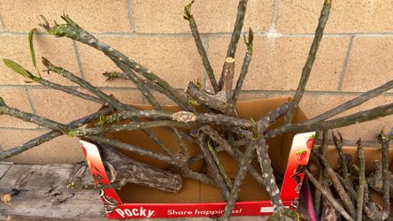 Clearance sale!   Plumerias Large boxes 15.00