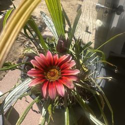 Plant 