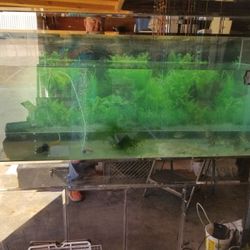 Custom Aquaruim