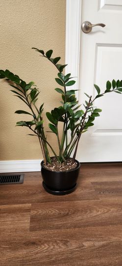 ZZ Plant in Black Ceramic Pot