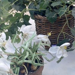 Plant