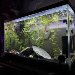 30 gallon fish/reptile tank 