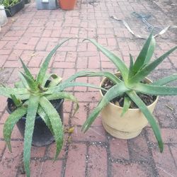 Aloe Vera Plants 