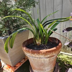 1 Huge & 3 Saplings Clivia , Clivia miniate, Bush Lily, Natal Lily, Foliage Plants In Vintage 18" Clay Pot
