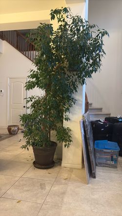Large Indoor Ficus Tree in Pot